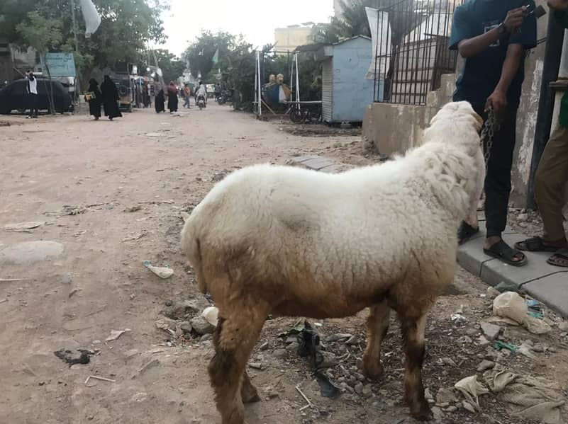 sheep 0