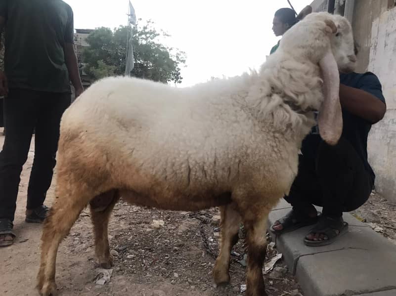 sheep 1