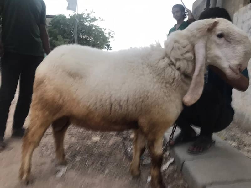 sheep 2