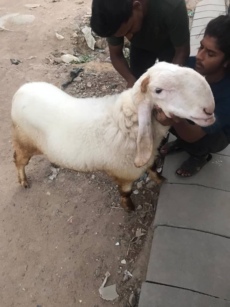 sheep 3