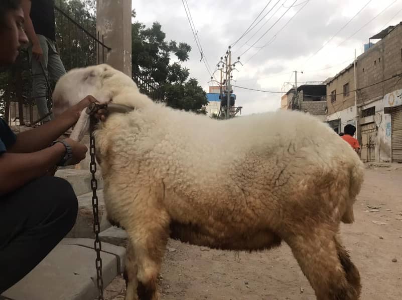 sheep 4