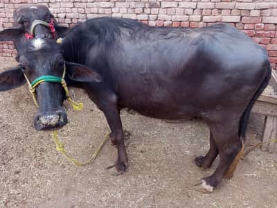 qurbani k Lia for sale