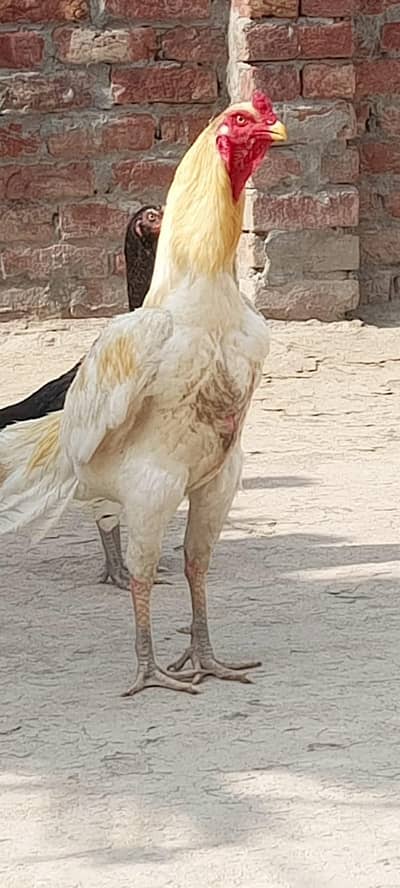 White shamo/25000 . . . . . . . . black aseel 10000 / china each 7000
