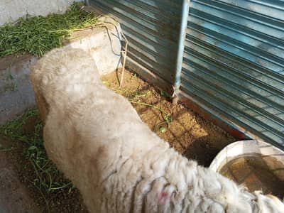 qurbani ka Bakra ha urgent for sale 03004835587