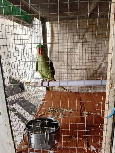 row bird