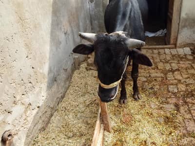 sahiwal cow