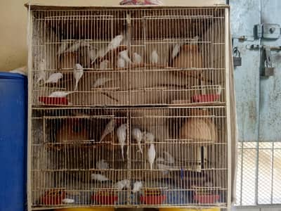 Cage's