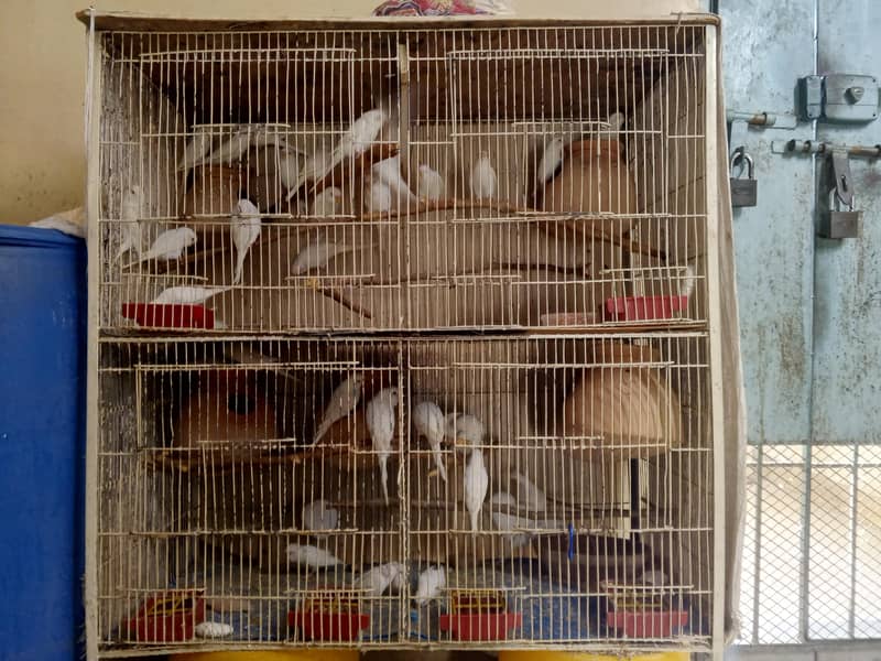 Cage's 0