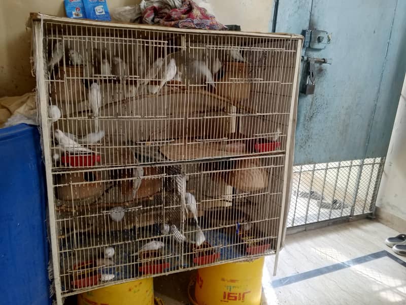 Cage's 2