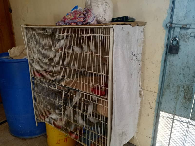 Cage's 3