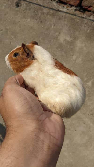 Guinea pig/ English cavies