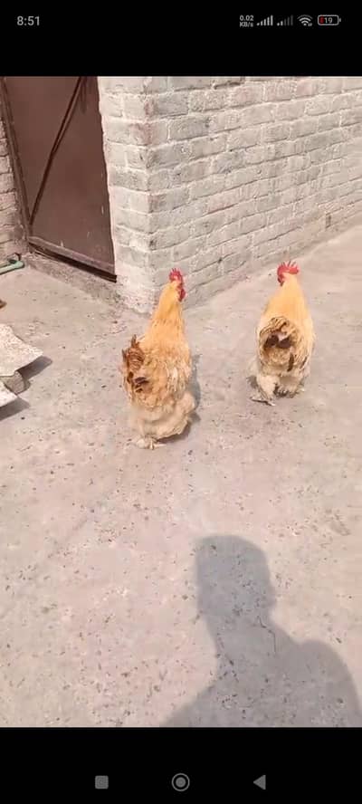 Pure Golden Buff