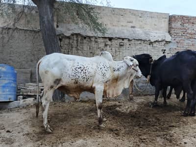 sale bulls