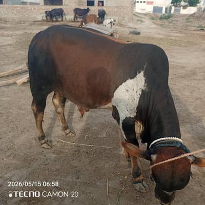 animal for sale