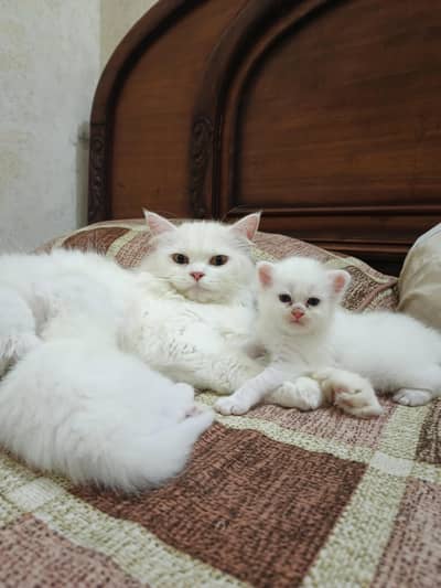 PAIR PERSIAN KITTEN TRIPLE COAT