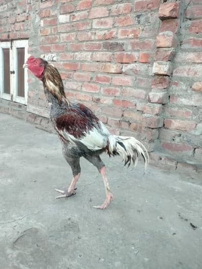 Saleta aseel murgha  full long height
