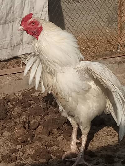 aseel chiks heera breed