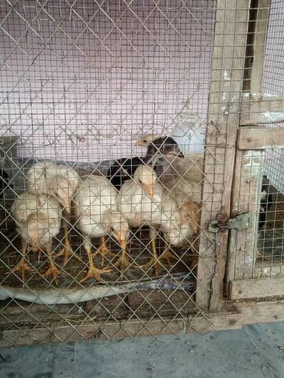 aseel chiks heera breed