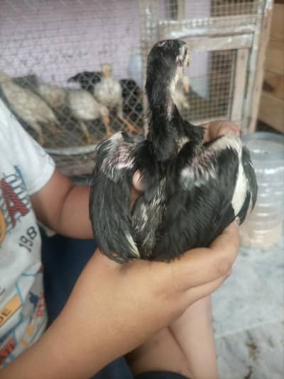 aseel chiks heera breed