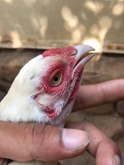 Aseels male female and chicks all for sale collectively