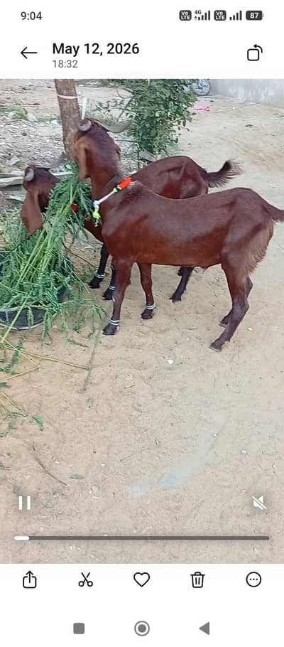 2dant bakray jori