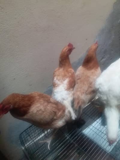 Dasi Murguan for sale