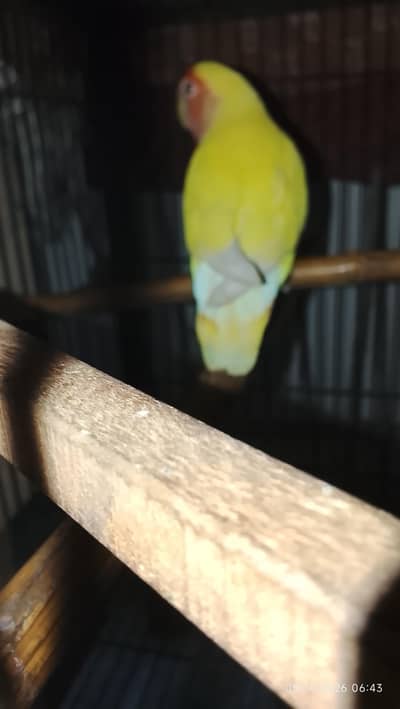 love bird breeder pair