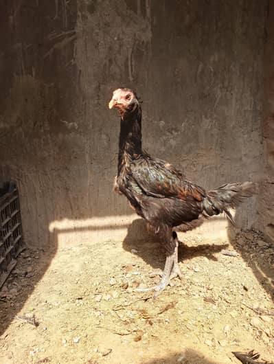 peura Thai barmi female for sale