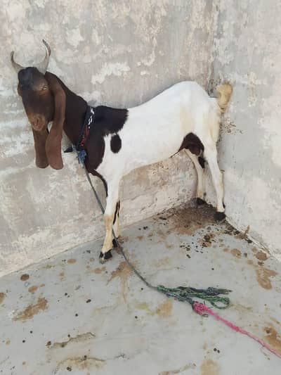 Qurbani k bkry