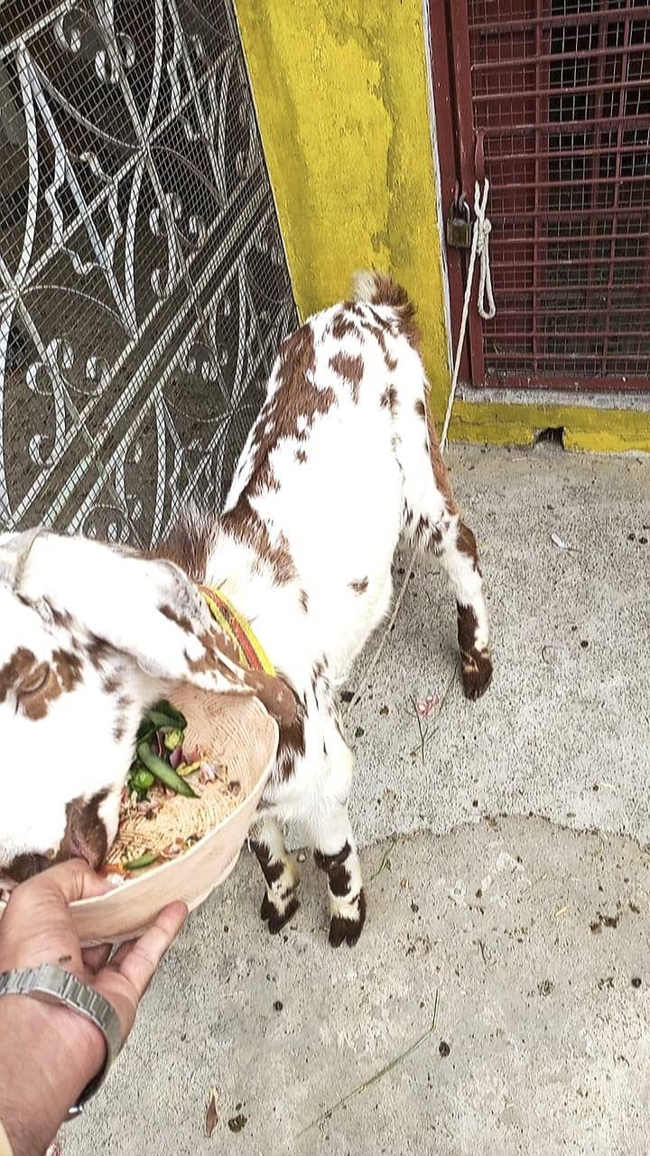 bakra sell 0