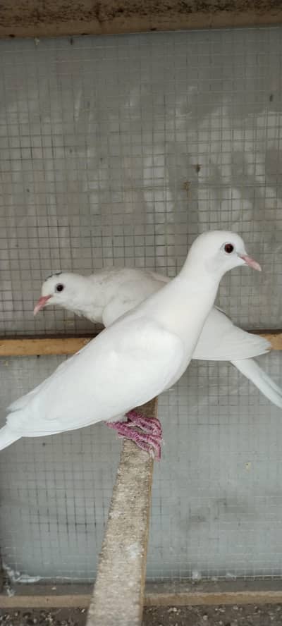 Khumry For Sale