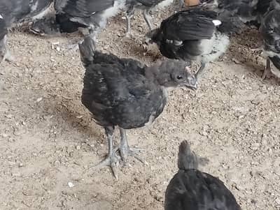 Black Austrolop chicks for sale /Black chicks for sale