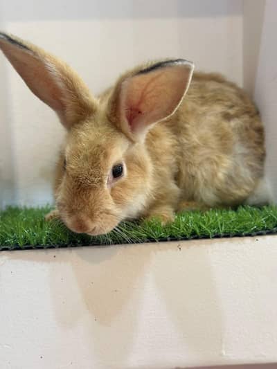 pure Angora joind Tady Bear  RABBIET plus Beauty active