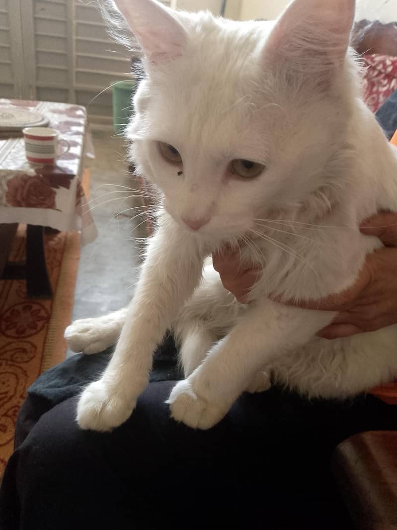 catss 0