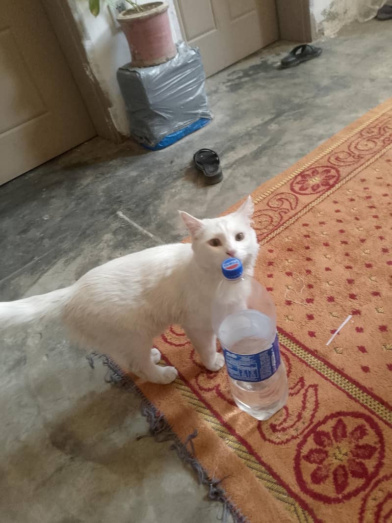 catss 1
