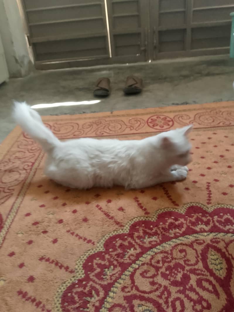 catss 2