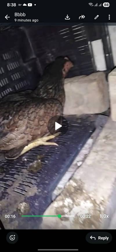 Aseel cheena breed Kuraak Hen