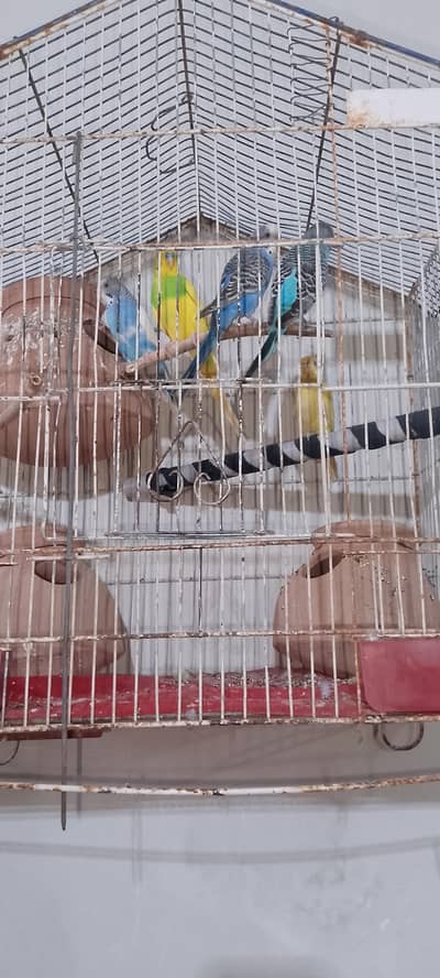Breeder pairs
