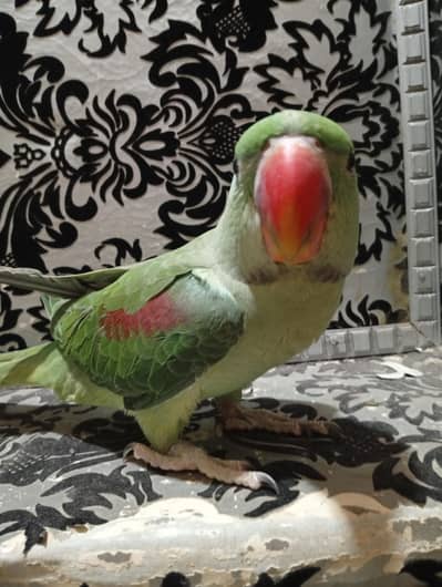 raw parrot