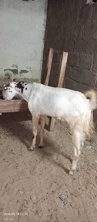 2Dant Teda Andu
