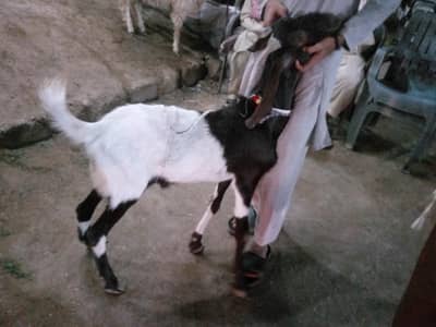 Goat, Bakra, qurbani