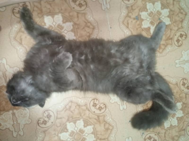 persian cat 0