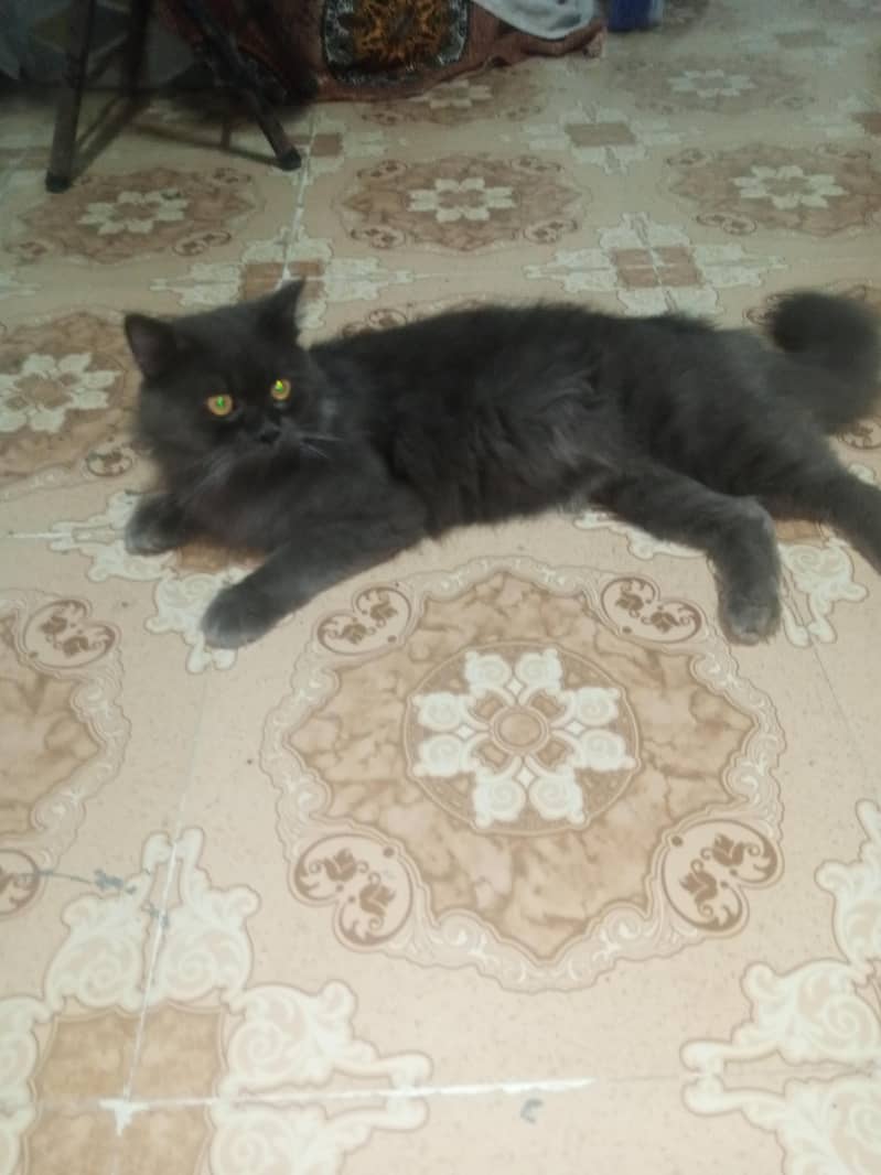 persian cat 1