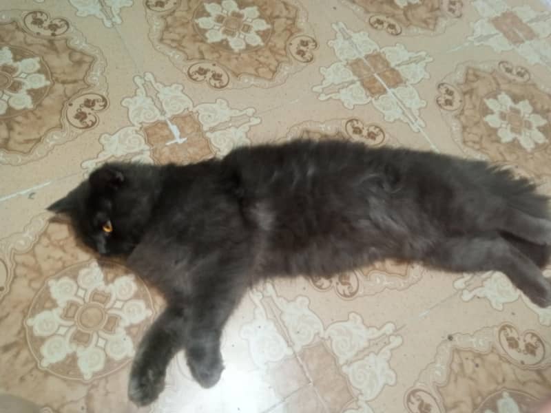 persian cat 2