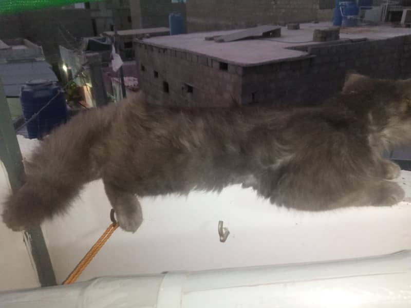persian cat 3