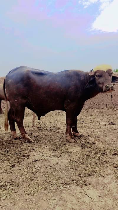 Bull for sale