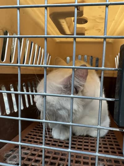 Snow white Persian Cat