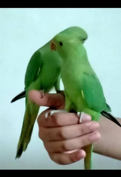 I am selling my hand tame and fly tame ring neck and Kashmiri pahari