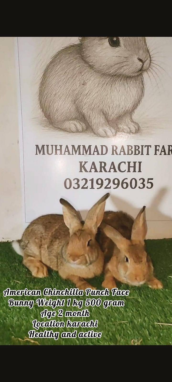 Rabbit Chinchla / New Zealand white 0