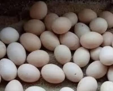 Aseel eggs 